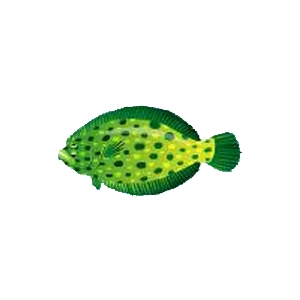 Green Flounder